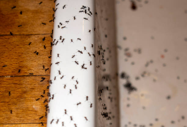 Best Commercial Pest Control Services  in Manteno, IL