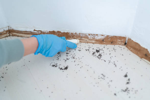 Best Bed Bug Extermination  in Manteno, IL